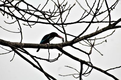 Low angle view of bird perching on branch against sky