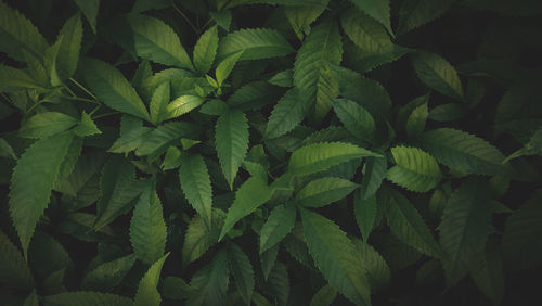 Full frame shot of green leaves