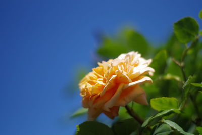 Close-up of yellow flowering plant against sky