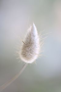 Close-up of dandelion