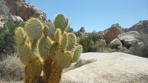 Cactus growing in desert against clear sky