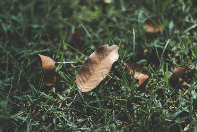 Close-up of mushroom on grass