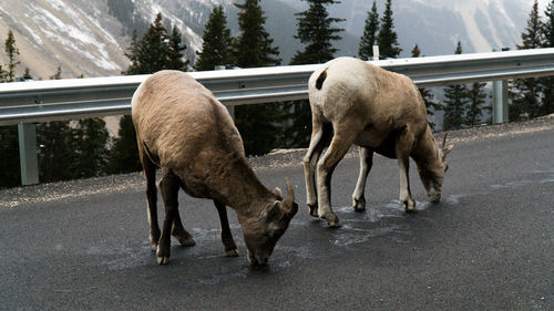 Goats standing on street