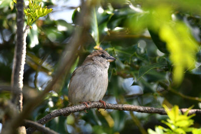 Bird perching on a tree
