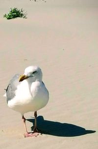 Close-up of seagull perching on wall