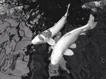 High angle view of fish swimming in sea