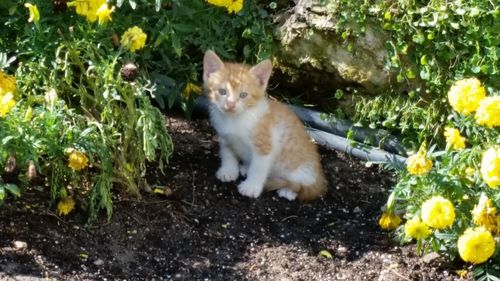 Cat on plants