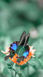 Close-up of butterfly pollinating on flower