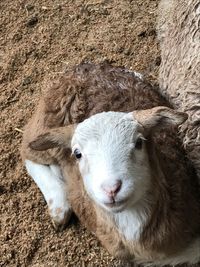Close-up portrait of a sheep