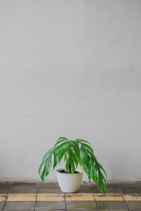 Close-up of potted plant on table against wall