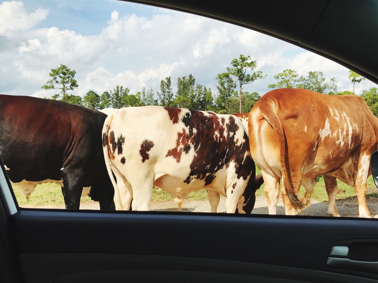 COWS ON CAR WINDOW