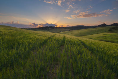 Scenic view of agricultural field against sky during sunset