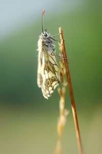 Close-up of insect