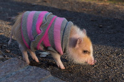 Apricot baby mini pig in pink and gray striped sweater, montreal, quebec, canada