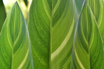 Close-up of green leaves