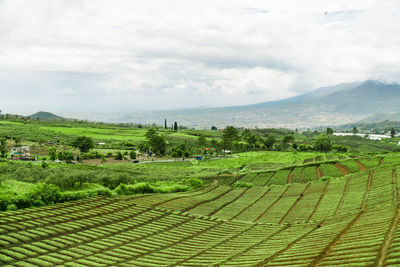 Scenic view of agricultural field against sky