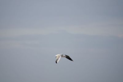 Low angle view of seagulls flying