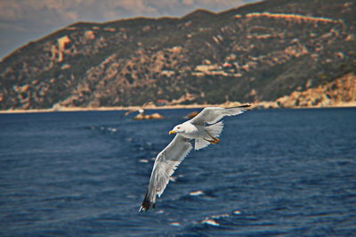 Seagull flying over sea