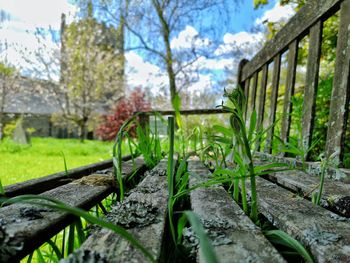 Close-up of plants growing in park