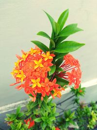 Close-up of red flowering plant