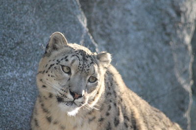 Close-up portrait of a snow leopard