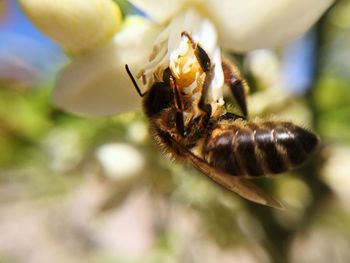 Close-up of bee on flower