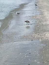 View of birds on beach