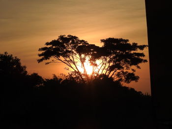 Silhouette of trees at sunset