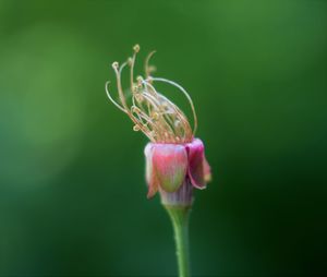 Close-up of purple flower bud