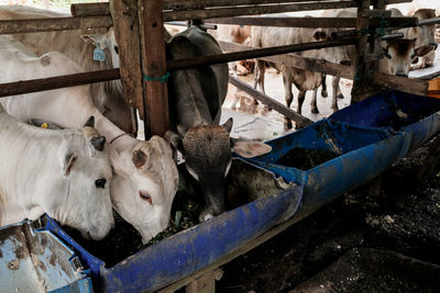 High angle view of cow in shed