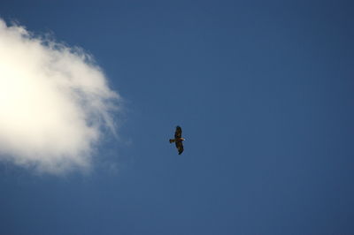 Low angle view of bird flying in sky