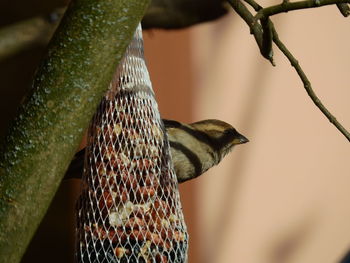 Close-up of bird perching on tree