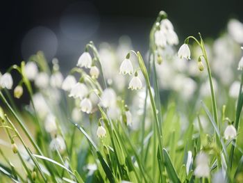 Close-up of white flowering plants on field