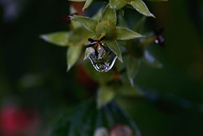 Close-up of water drops on leaf