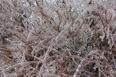 Full frame shot of dry plants during winter