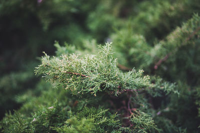 Close-up of fresh green plants