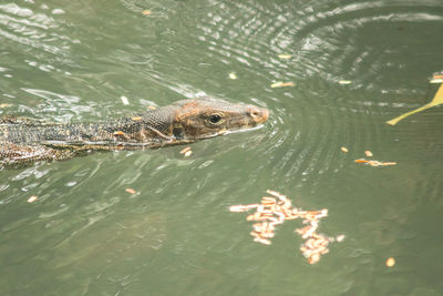 Varanus