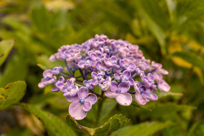 Close-up of purple flowering plant