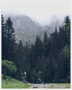 Trees in forest