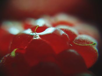 Close-up of red berries on plant