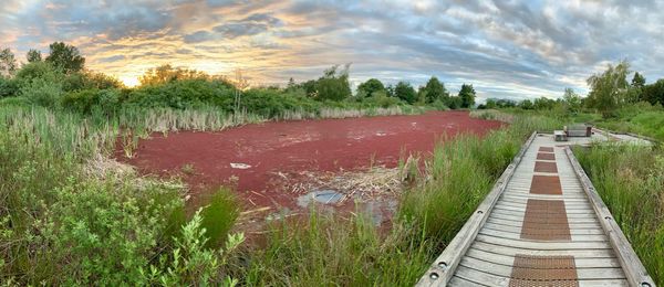 Panoramic shot of footpath amidst trees against sky