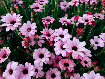 Close-up of pink flowers