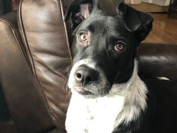 Close-up portrait of black dog at home