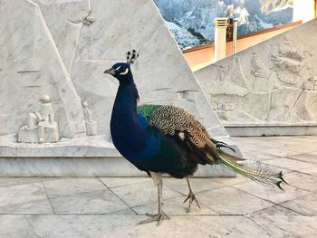 Peacock perching on retaining wall