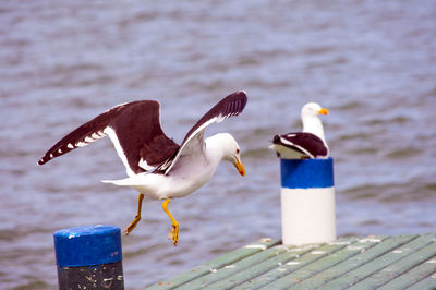 Close-up of birds perching on sea shore