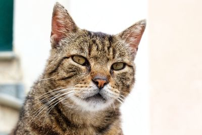 Close-up portrait of a cat