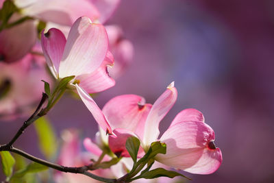 Close-up of pink flowering plant