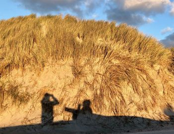 Shadow of plants on land