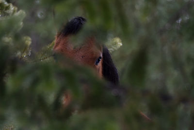 Wild horse hiding in the forest 