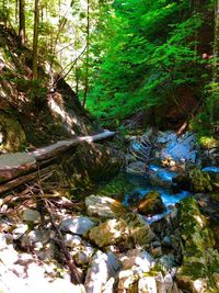 Stream flowing through rocks in forest